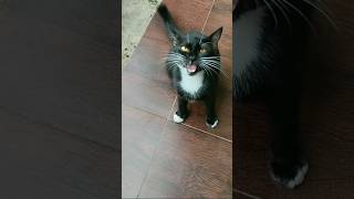 Download lagu Suara kucing marah mungkin karena sudah lapar mp3 Download lagu Suara kucing marah mungkin karena sudah lapar mp3
