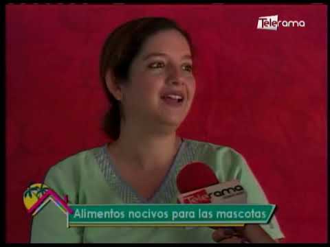 Alimentos nocivos para las mascotas