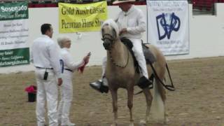 Peruvian Paso Horse