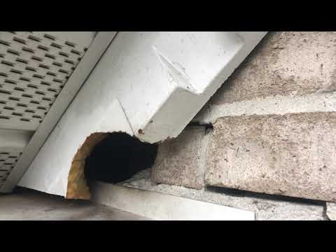 Not So Ordinary Squirrel Set Up in Plainsboro, NJ