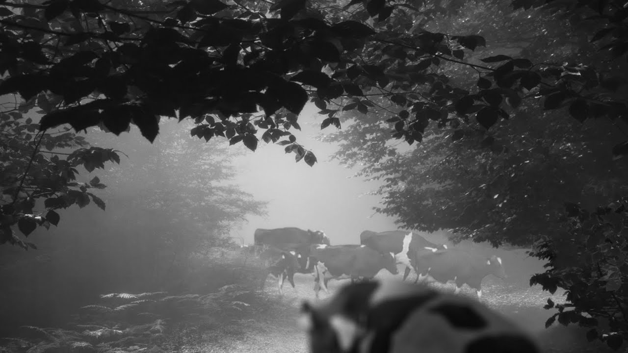 Ahmad Kiarostami Talks About His Father’s Final Passion Project