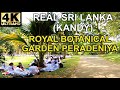 4K Silent Walk: Kandy Royal Botanical Gardens Peradeniya in Sri Lanka. REAL SRI LANKA