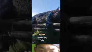 Download lagu buaya raksasa berhasil ditangkap 😳 mp3