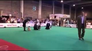 Liège Golden Trophy Juillet 2017