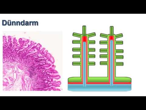 Histologie ─ Verdauungstrakt