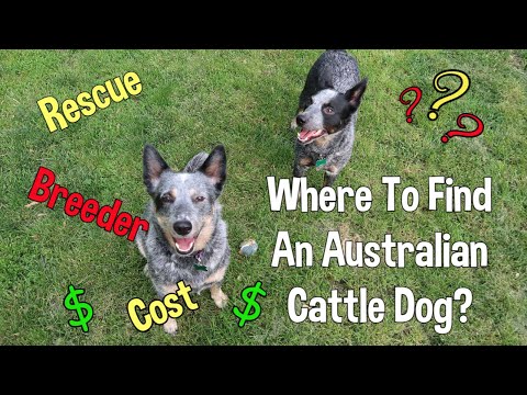 Blue Heeler Cost
