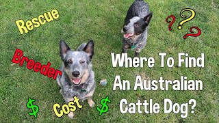 Where To Find An Australian Cattle Dog ~ Rescues, Breeders, & Cost ~