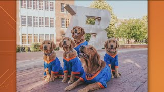 You can buy the official 2023 Boise State Dog calendar