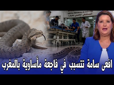 عاجل شوفو شنو بإقليم خنيفرة بسبب افعى سامة وخطيرة - اخبار المغرب اليوم السبت 25 يوليوز 2026