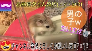 【ハムスター】お昼寝タイムが超ｶﾜ(・∀・)ｲｲ!! シャイニングスター【高音質】4k