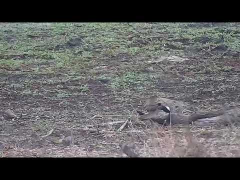 Djuma: Blacksmith Lapwing still sitting on nest - 07:01 - 10/04/21