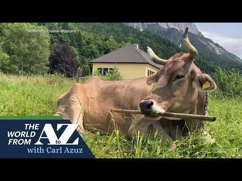 Can Cows Learn To Use Tools?