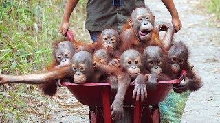 Diese Affen-Babys wurden mit einer Schubkarre aus der Gefangenschaft befreit!