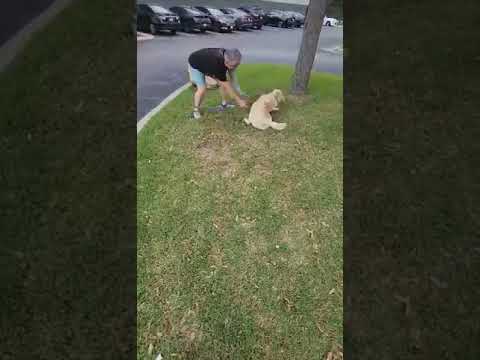 Jack Frosty JuM, an adopted Jindo in Southampton, PA_image-1
