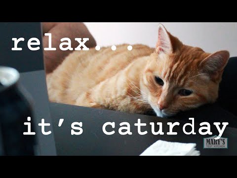 How to play with a senior cat | Caturday #1