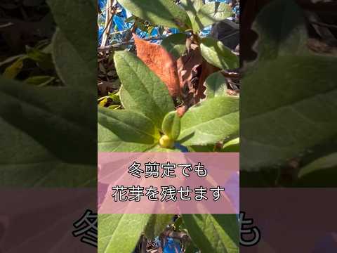 植物は悪臭を防ぎます ツツジは臭いを分解します アンモニア漂白剤