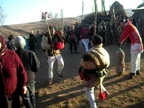 capra brosteni ivanesti 2011