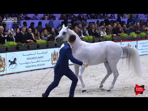AHWC Paris 2017 - Senior Stallions Championship