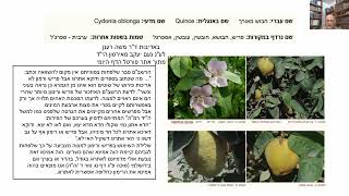 דף יומי מסכת בבא בתרא דף קלז Daf yomi Masechet Bava Batra page 137  ע"י יוני גוטמן (שיעורי הדף היומי ב-20 דקות - מועבר ע"י ר' יוני גוטמן - לעילוי נשמת אביו ר' אלימלך צבי (צביקה) גוטמן ז"ל) - התמונה מוצגת ישירות מתוך אתר האינטרנט יוטיוב. זכויות היוצרים בתמונה שייכות ליוצרה. קישור קרדיט למקור התוכן נמצא בתוך דף הסרטון