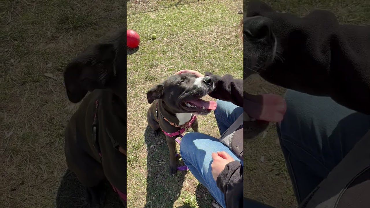 Josie-Loves people. Smart & gentle, an adoptable mixed breed in Oshkosh, WI video 6/6