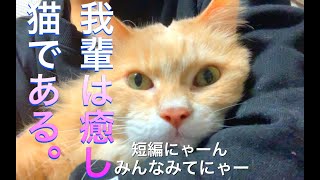 【癒しねこ】いちゃつき動画です。