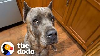 Nobody Could Approach This Shelter Dog Until She Met Her Guardian Angel | The Dodo