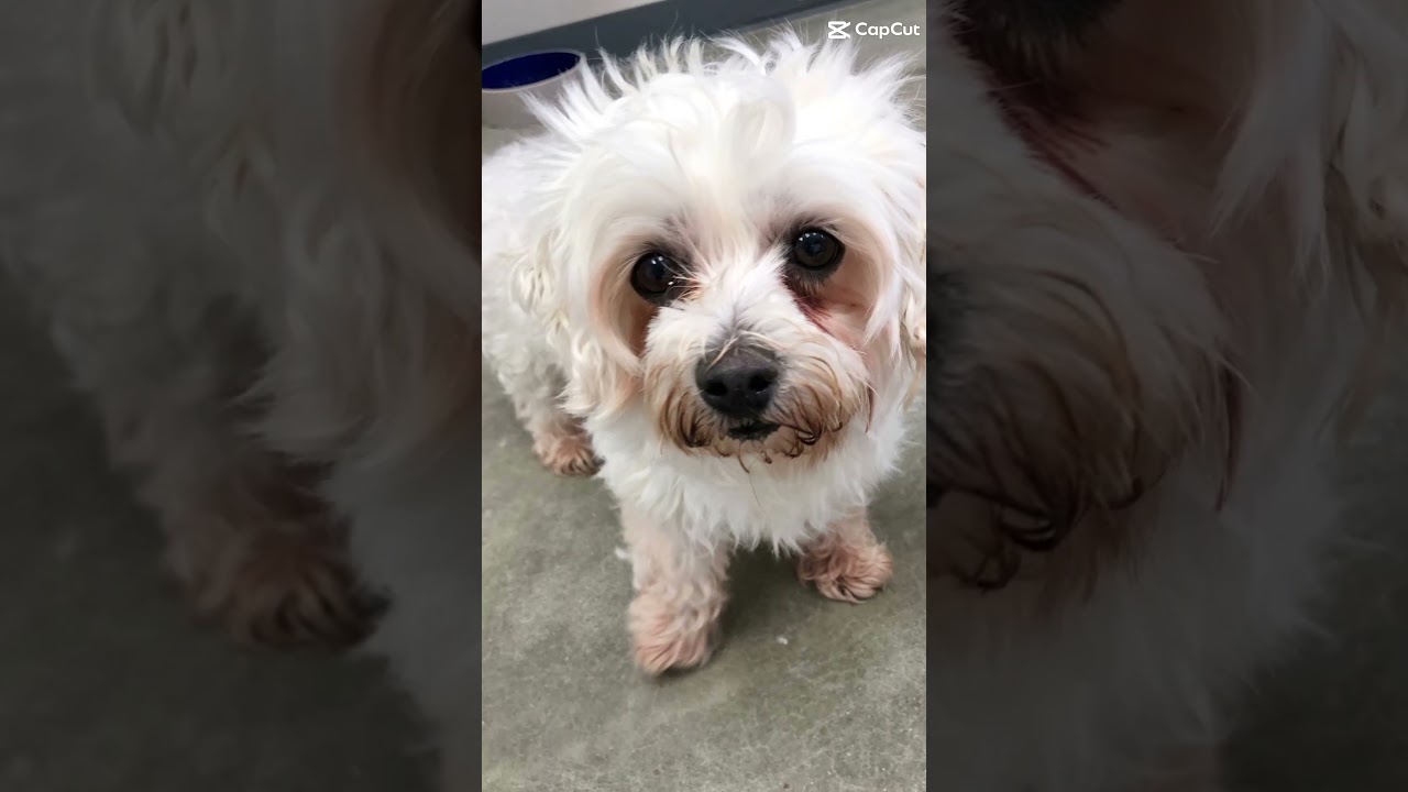 Liberty, an adopted Maltese in Archbold , OH video 3/3
