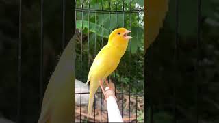 Download lagu Kicau kenari gacor panjang #kenari #kenarigacor #canary #canarias #canario #birds #shorts #short mp3 Download lagu Kicau kenari gacor panjang #kenari #kenarigacor #canary #canarias #canario #birds #shorts #short mp3