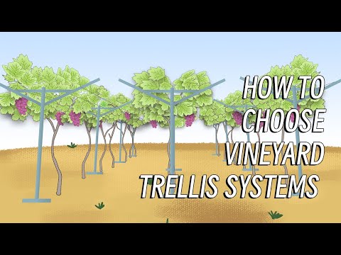 Various trellis systems for different varieties of grapes