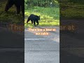 There Was A Bear At Our Cabin Subscribe Outdoors