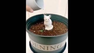 how to grow a kitten In flowerpot 🤣