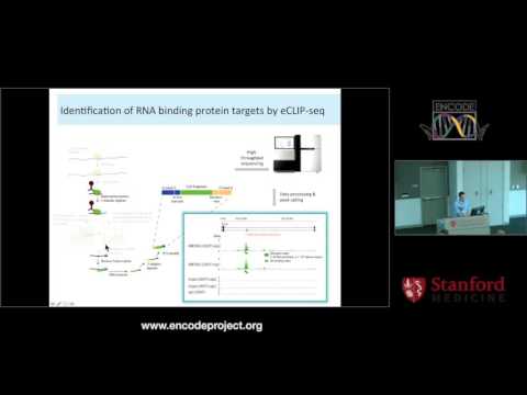 RBP database - Brenton Graveley and Eric van Nostrand