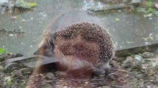 Bright Eyes (cover - Mike Batt)