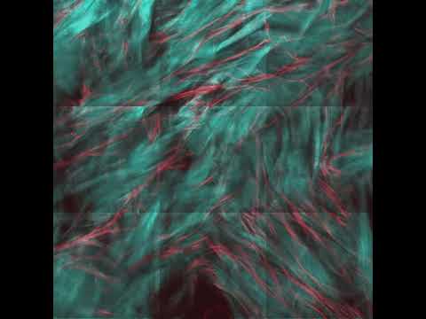 Dynamic image of dermal fiber architecture