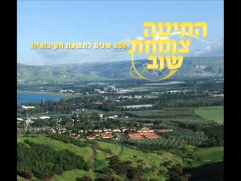 החיטה צומחת שוב