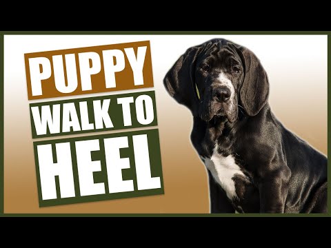 GREAT DANE PUPPY TRAINING! How To Train Your Great Dane To Walk To Heel!