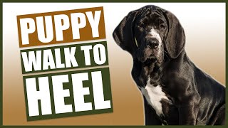 GREAT DANE PUPPY TRAINING! How To Train Your Great Dane To Walk To Heel!