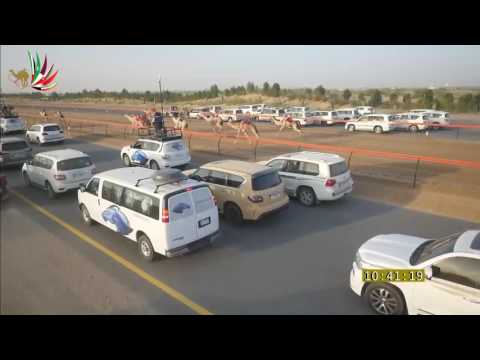 مهرجان ختامي المرموم– حول للشيوخ 16-4-2017 ص- ش1 الربده لـ هجن الشحانية – سالم فاران المري 17:16:10