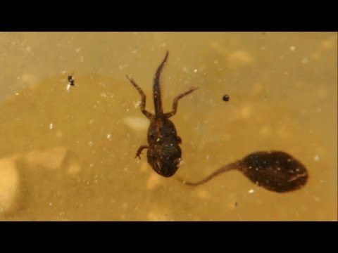 ebihal parazita