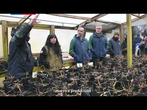 Vivero y huerto semillero clonal Huillilemu: un aporte a la reforestación con especies nativas
