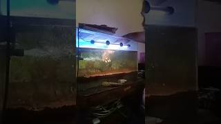 Download lagu Iwan Fals|| Ikan ikan kecil #BangIwan #ikan #Oi #Aquarium mp3