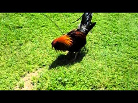 cowan roundhead" white hackles/kelsos/albany"s/givens hatch"