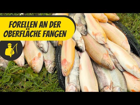 Catching trout at the surface