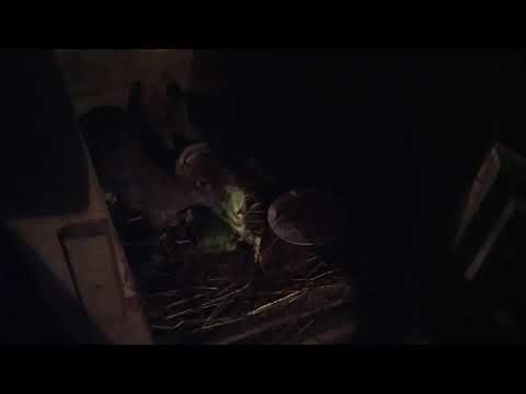 Что в рационе у кроликов??? 15.10.2021