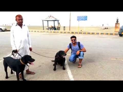 Lebra Dog with Rahim