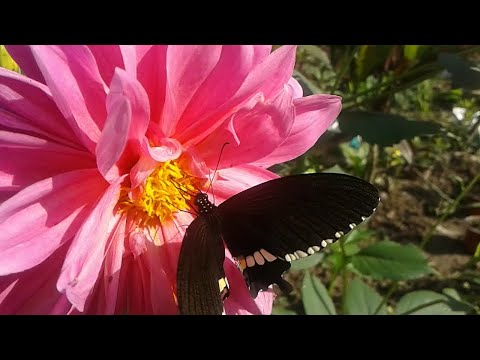 butterfly pollination ||Pollination||Nabanita's Gardening