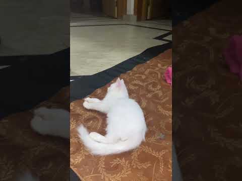 Cats enjoying moments #shorts