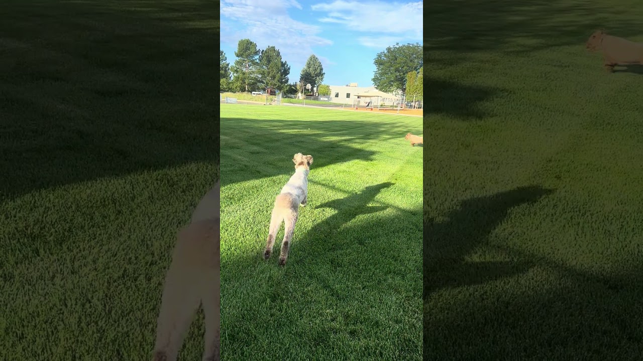 Gatsby, an adopted mixed breed in Fort Collins, CO video 6/6