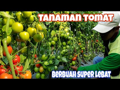 , title : 'Tanaman tomat berbuah lebat'