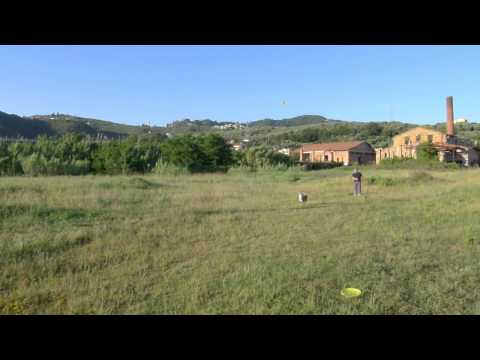 SAFIRA DISC DOG LANCIO CRUCCO FRONT.WMV